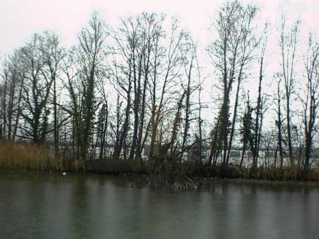 Bäume am Seeufer beim Technikum Rapperswil