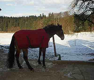 Pferd mit Wintermantel